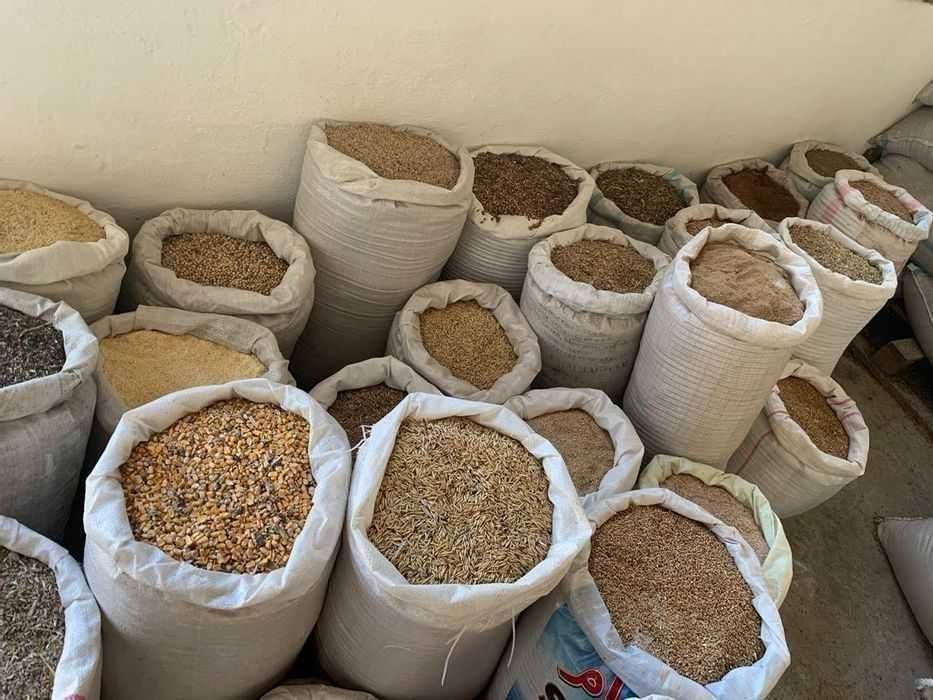 Продам корм зерно ячмень кукуруза