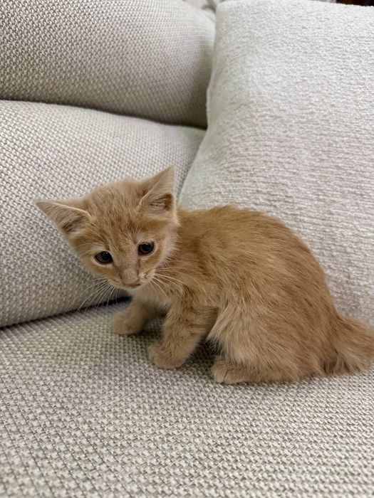 котёнки сдается в хорошие руки