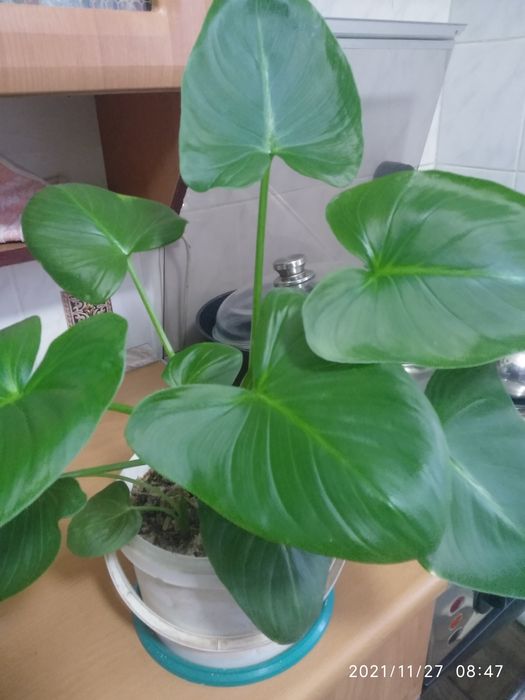 Продам цветок Калы.