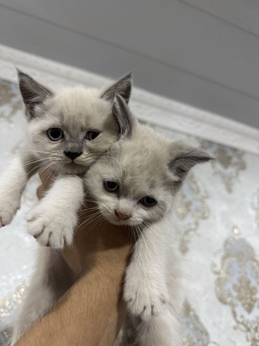 Срочно Продается Котята