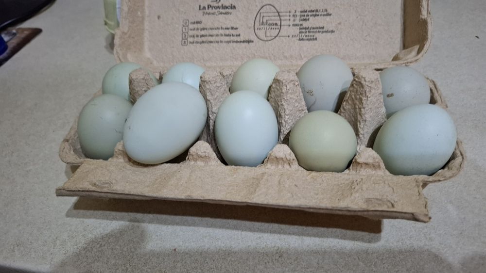 Oua pentru consum găini araucana