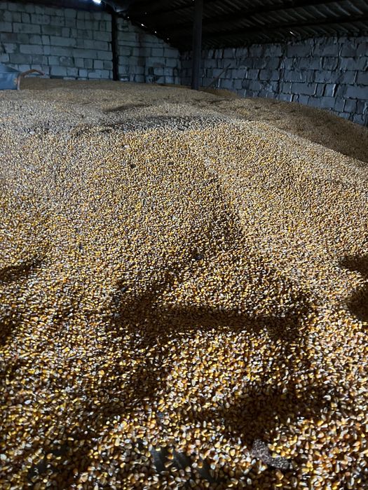 Porumb boabe Pioneer