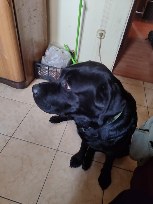 Отдам Лабрадора в добрые руки