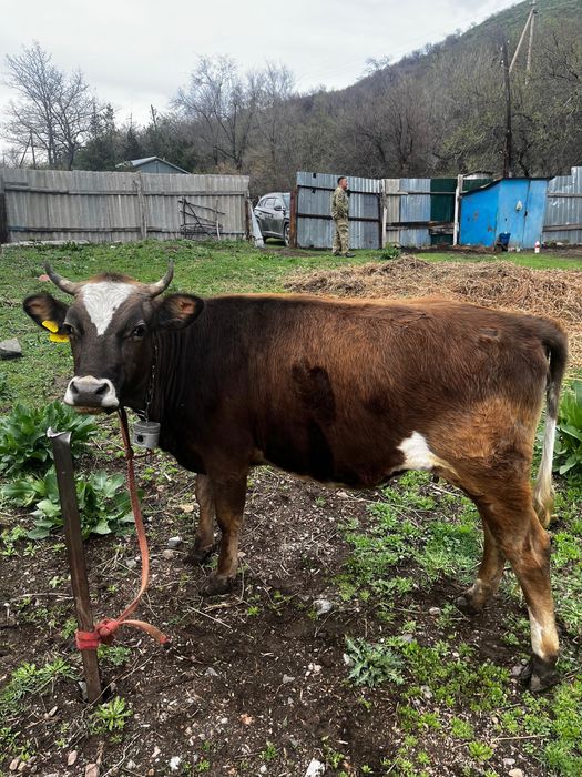 Продам беременная тёлка