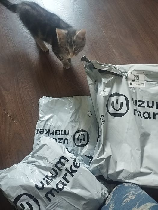 Катёнок днвочка .