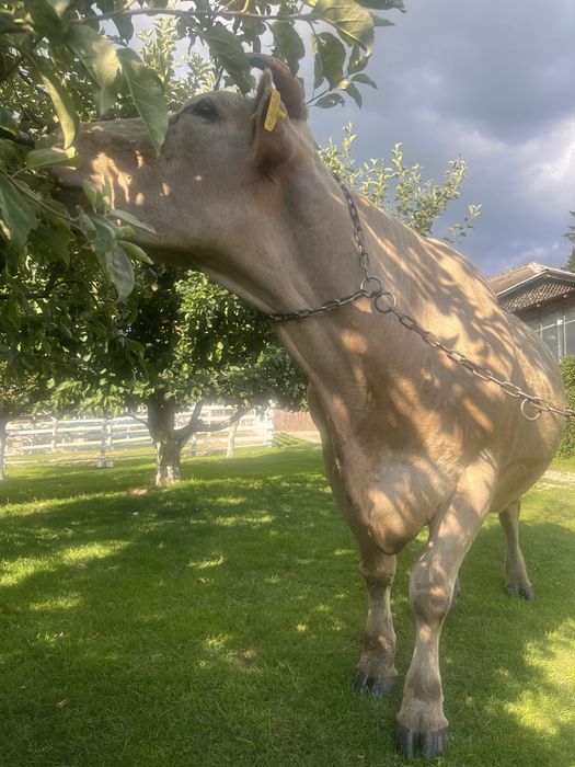 Vaca de vanzare rasă grea