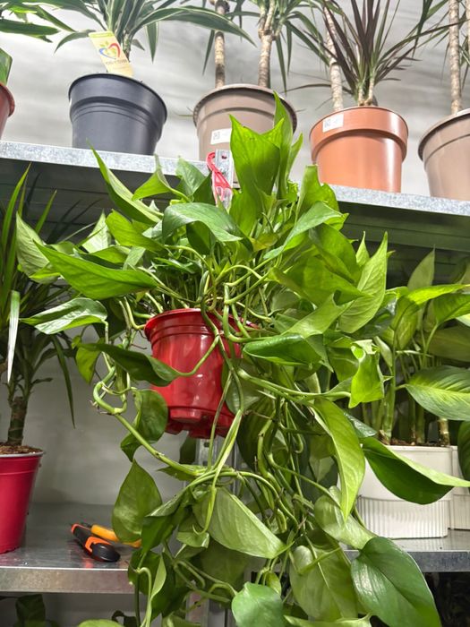 Растения недорогие