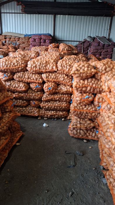 Vând cartofi de consum și de sămânță