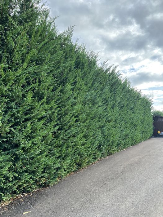 Pepiniera Rad pomi fructiferi si tuia Chiparos Leyland ( gard viu) Iaz