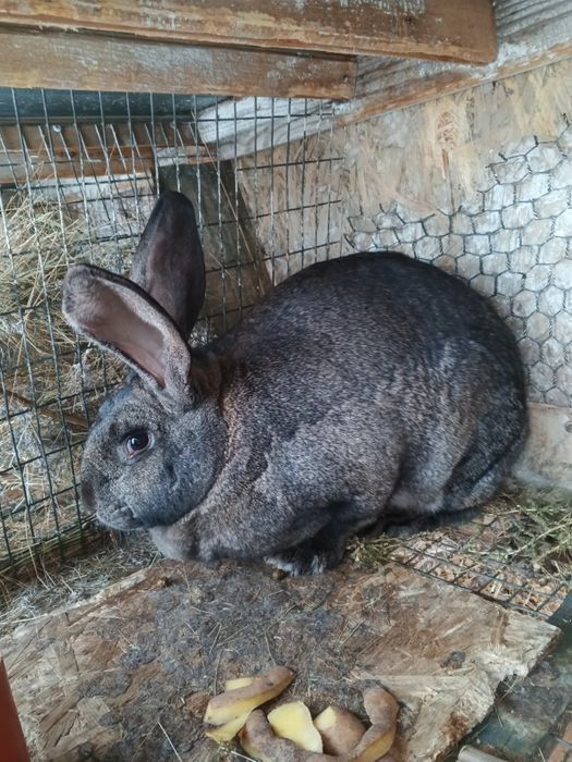 Кролики молодняк