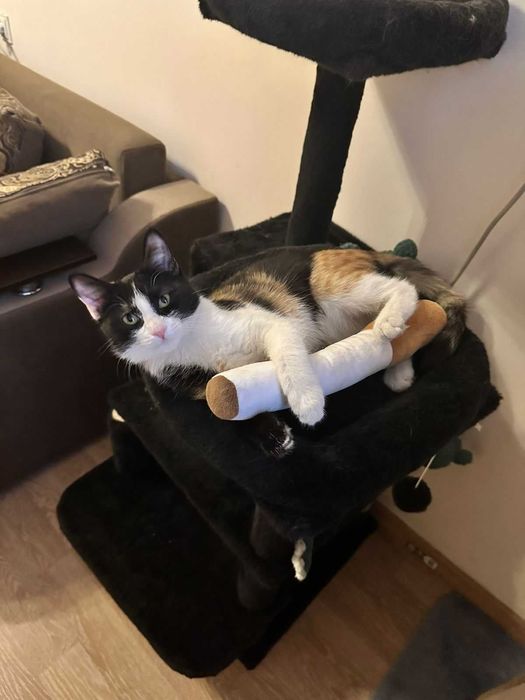 Отдам котенка в добрые руки