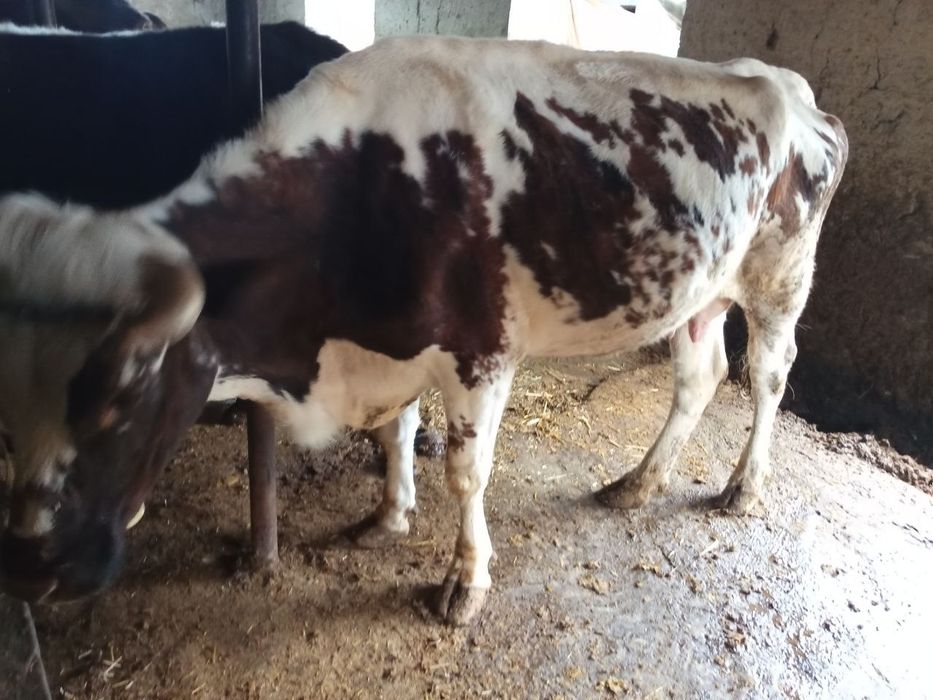 Ona bola sigir shvet qizil 2ta ona bola sigir