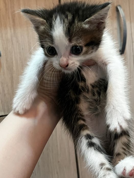 Отдам котенка в добрые руки