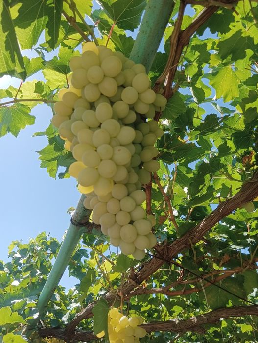 Виноград,продам с куста на выбор