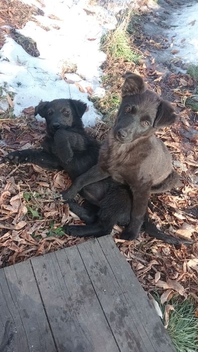 Щенки в добрые руки