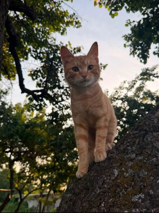 Пропал рыжий кот