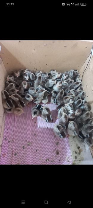 Ouă pentru incubat rasa italiană argintie