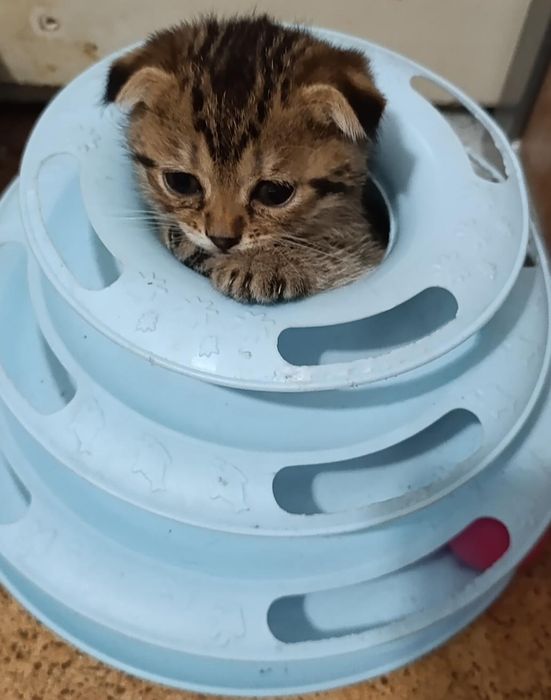 Продам шотландских котят