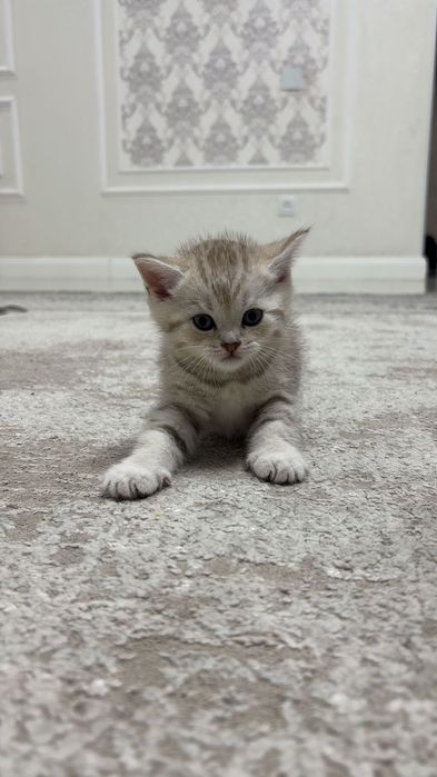 Котята Скотиш страйт
