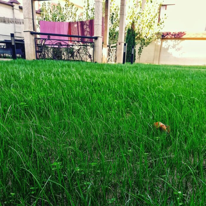 Газон Автополив ручной полив