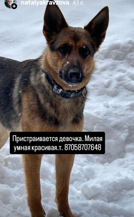 Бесплатно овчарка девочка