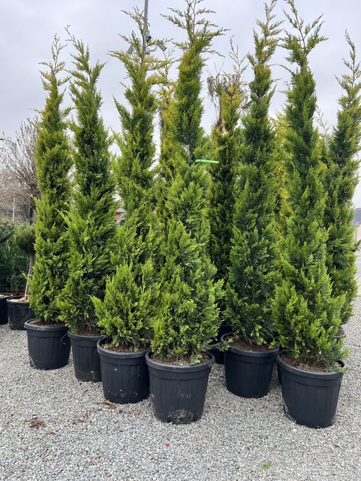Leylandii chiparos . PEPINIERA FLORESTI ..
