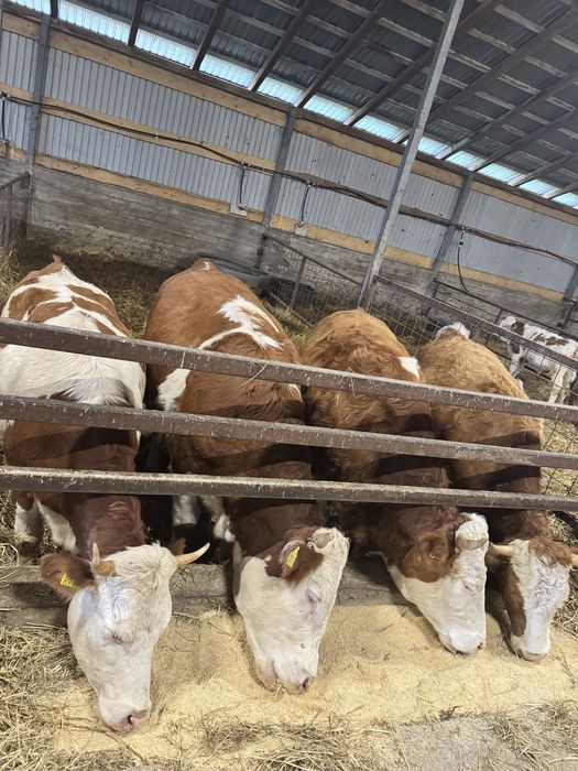 Vitele Baltate Romanesti