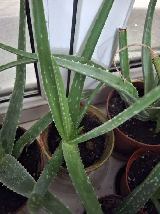 Алоэ, лечебный ,