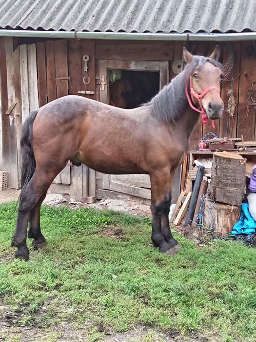 Mânz , schimb cu vaca sau vitele.