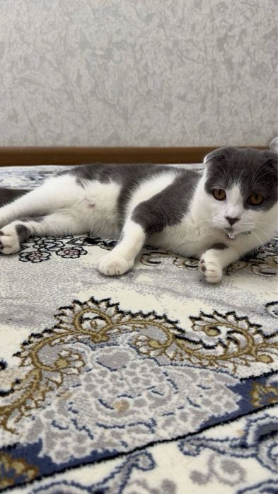 Кот  для   вязки