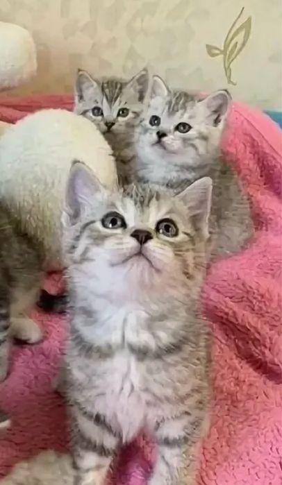 Роскошные Котята