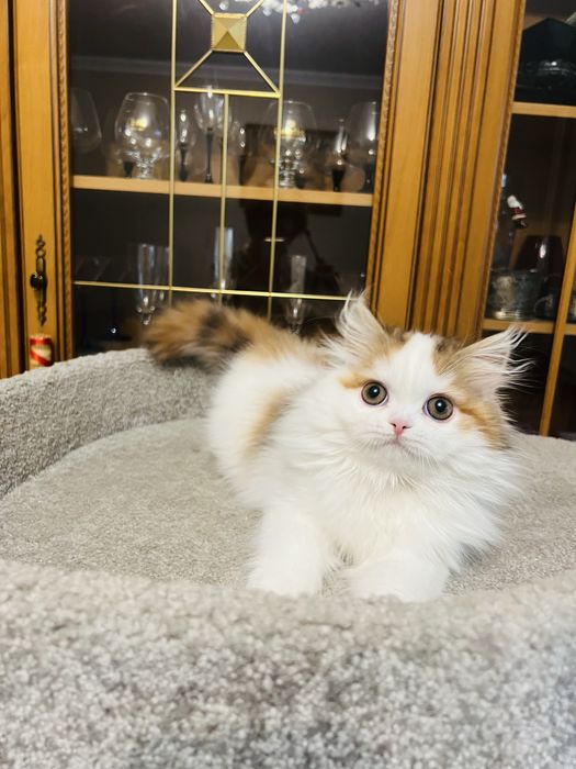 Роскошная хайленд страйт!