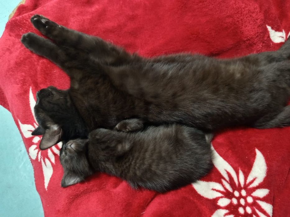 Отдается кошечка