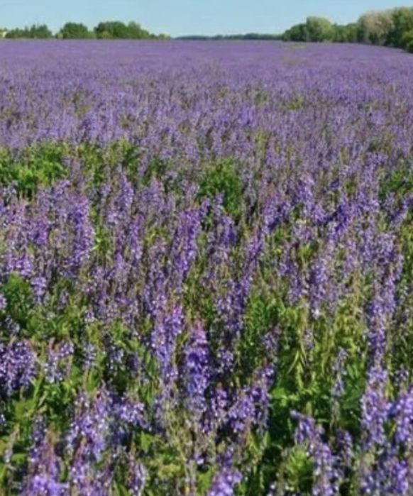 Жоңышка ұрық,семена люцерны