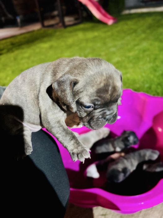 Френски булдог.