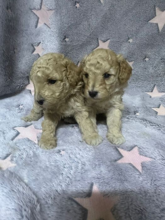 Продам щенков пуделя