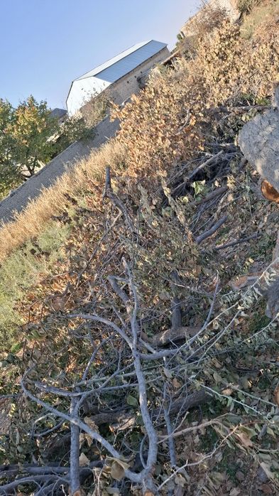 Залдори утинлари сотилади