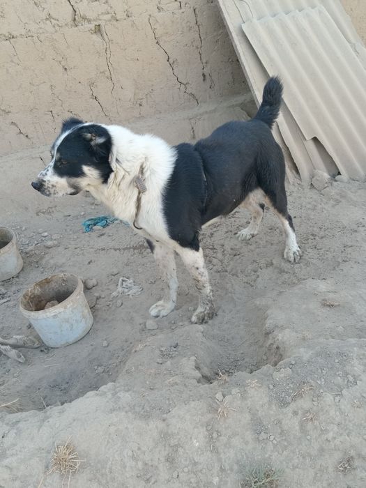 Емланган бр ой кафолати билан