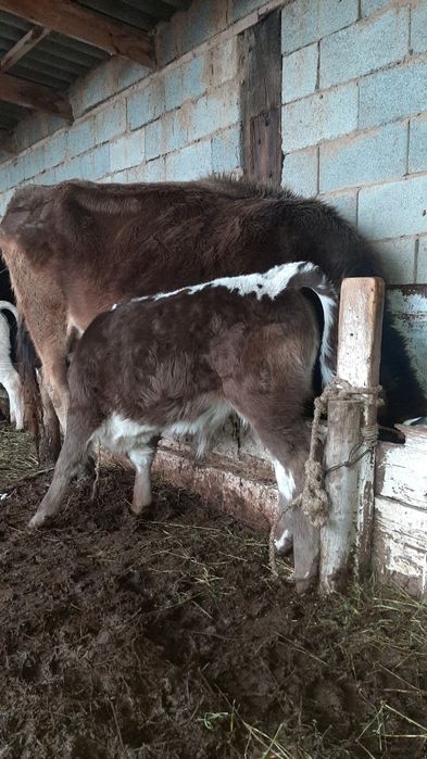 Срочно бызаулы сутти сиыр сатылады!!!