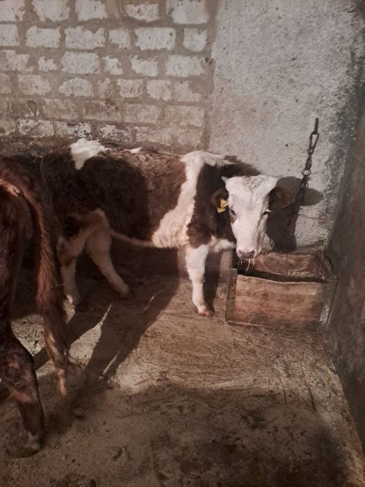 Продам сельхозживотное