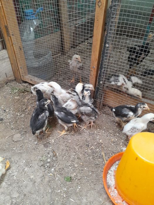 Жожалар сотилади