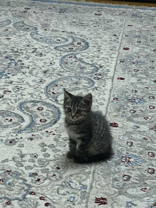 Отдам котенка только в добрые руки