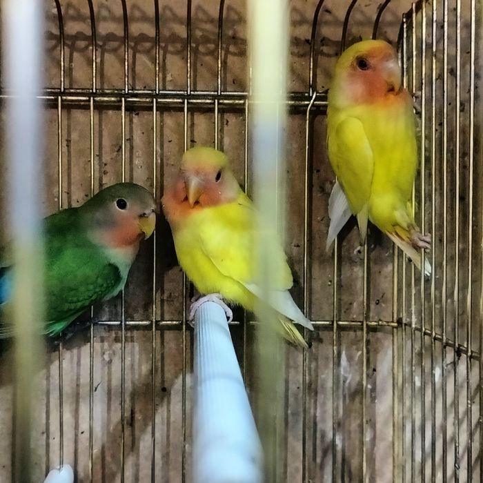 Попугай Неразлучник