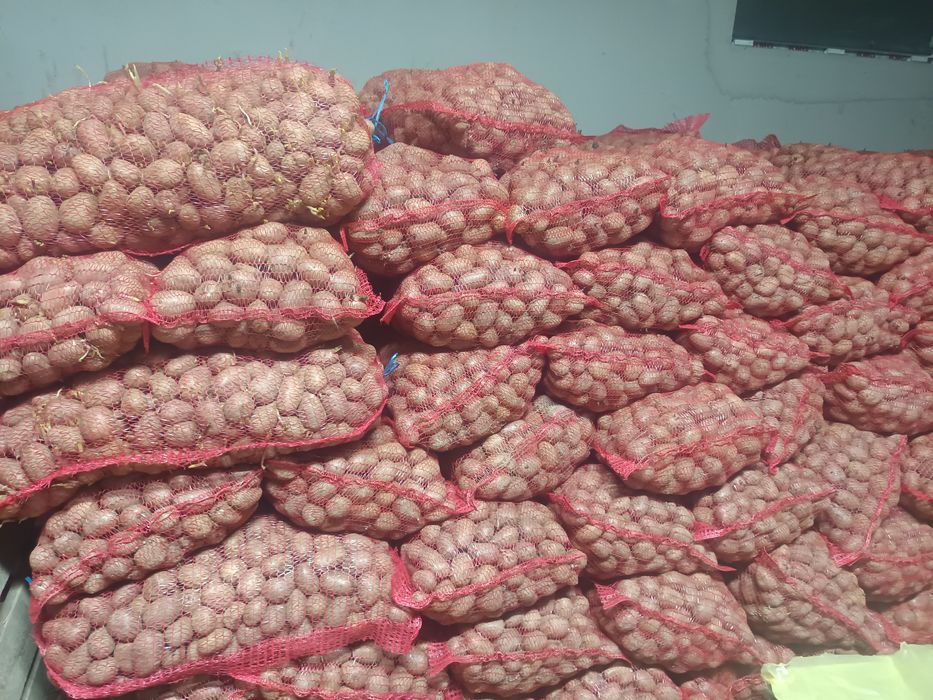 Sămânța de cartofi