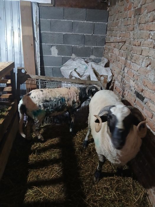 Berbec breaz de vânzare