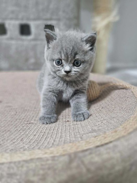 Имам Шотландски клепоухи и британски късокосмести котенца.
