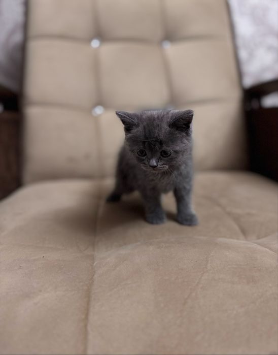 Скоттиш страйт девочка срочно продается