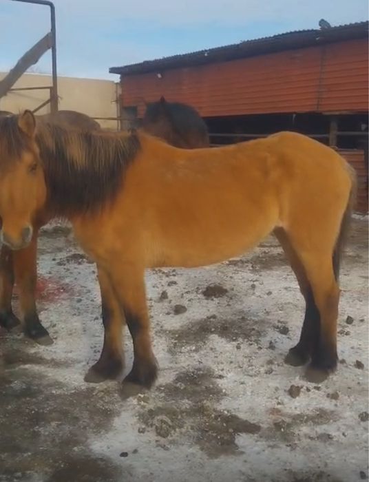 Буазы биелер 5-6 жасар