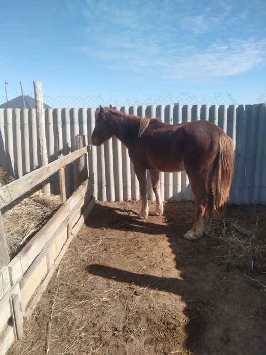 Мінгі аиғыр сатылады