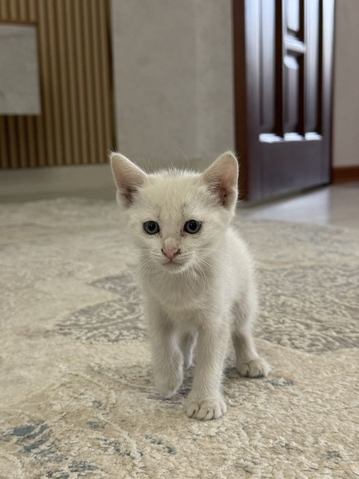 Котята в надёжные руки